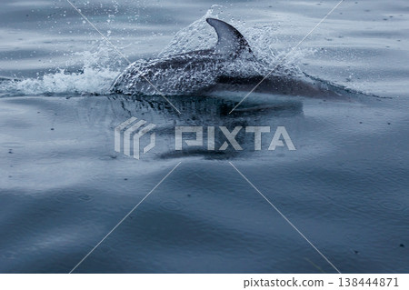 初夏的象徵：陸奧灣（青森縣）的太平洋白側海豚 138444871