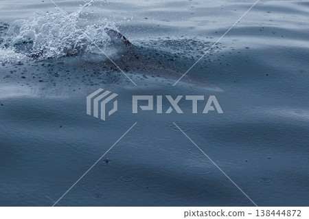 初夏的象徵：陸奧灣（青森縣）的太平洋白側海豚 138444872