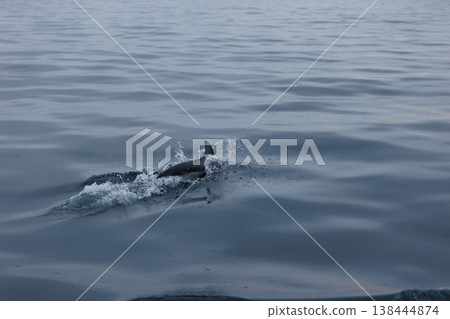 初夏的象徵：陸奧灣（青森縣）的太平洋白側海豚 138444874