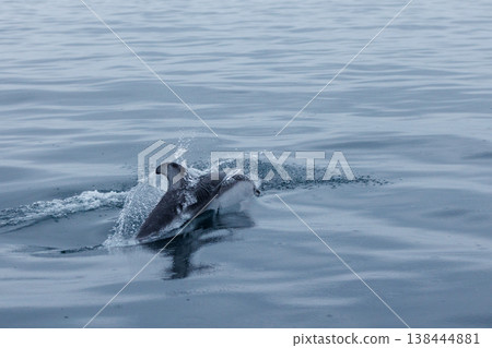 A symbol of early summer: Pacific white-sided dolphins in Mutsu Bay (Aomori Prefecture) A symbol of early summer: Pacific white-sided dolphins in Mutsu Bay (Aomori Prefecture) 138444881