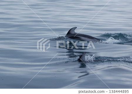 初夏的象徵：陸奧灣（青森縣）的太平洋白側海豚 138444895