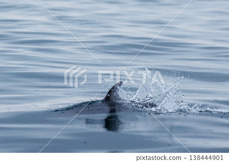 A symbol of early summer: Pacific white-sided dolphins in Mutsu Bay (Aomori Prefecture) A symbol of early summer: Pacific white-sided dolphins in Mutsu Bay (Aomori Prefecture) 138444901