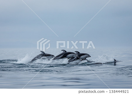 A sign of early summer: Pacific white-sided dolphins jump in groups in Mutsu Bay (Aomori Prefecture) 138444921