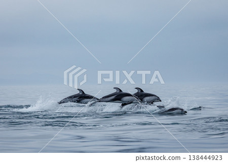 A sign of early summer: Pacific white-sided dolphins jump in groups in Mutsu Bay (Aomori Prefecture) A sign of early summer: Pacific white-sided dolphins jump in groups in Mutsu Bay (Aomori Prefecture) 138444923