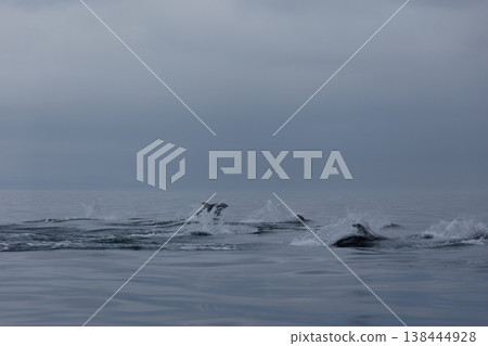 初夏的徵兆：太平洋白側海豚成群結隊地躍出水面，出現在青森縣陸奧灣。 138444928