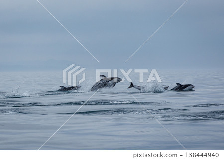 初夏的徵兆:太平洋白側海豚成群結隊地躍出水面,出現在青森縣陸奧灣。 初夏的徵兆:太平洋白側海豚成群結隊地躍出水面,出現在青森縣陸奧灣。 138444940