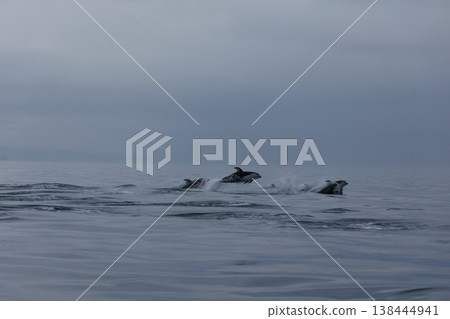 初夏的徵兆:太平洋白側海豚成群結隊地躍出水面,出現在青森縣陸奧灣。 初夏的徵兆:太平洋白側海豚成群結隊地躍出水面,出現在青森縣陸奧灣。 138444941