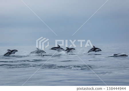 初夏的徵兆:太平洋白側海豚成群結隊地躍出水面,出現在青森縣陸奧灣。 初夏的徵兆:太平洋白側海豚成群結隊地躍出水面,出現在青森縣陸奧灣。 138444944