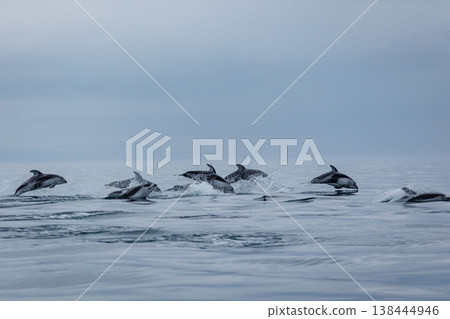 初夏的徵兆：太平洋白側海豚成群結隊地躍出水面，出現在青森縣陸奧灣。 138444946