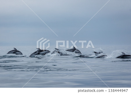 初夏的徵兆：太平洋白側海豚成群結隊地躍出水面，出現在青森縣陸奧灣。 138444947