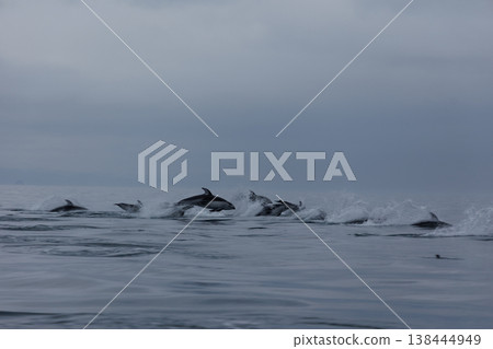 初夏的徵兆：太平洋白側海豚成群結隊地躍出水面，出現在青森縣陸奧灣。 138444949