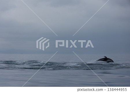 A quintessential early summer sight: Pacific white-sided dolphins jumping in Mutsu Bay (Aomori Prefecture) A quintessential early summer sight: Pacific white-sided dolphins jumping in Mutsu Bay (Aomori Prefecture) 138444955