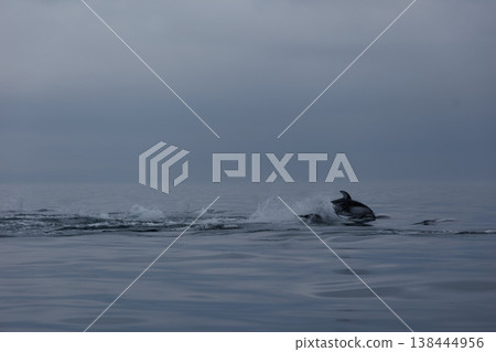 A quintessential early summer sight: Pacific white-sided dolphins jumping in Mutsu Bay (Aomori Prefecture) A quintessential early summer sight: Pacific white-sided dolphins jumping in Mutsu Bay (Aomori Prefecture) 138444956
