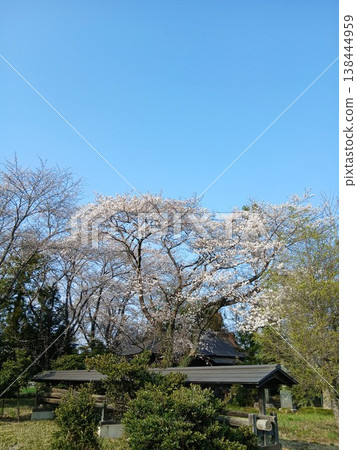 An old cherry tree blooming in a rural temple grounds: A spring scene. 138444959