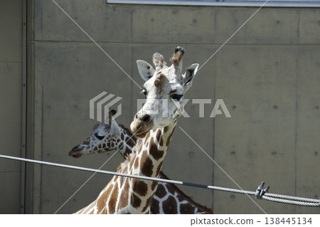 Giraffe Giraffe 138445134