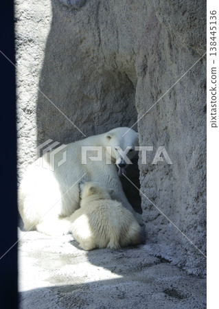 Polar bear Polar bear 138445136