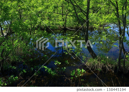 Fresh green Chokaiyama Fresh green Chokaiyama 138445194