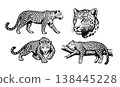 Set of 4 detailed black and white leopard vector illustrations in various poses: walking, crouching, resting, and portrait. Vintage sketch style. 138445228