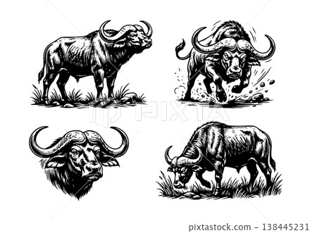 Set of 4 black and white African buffalo vector illustrations. Features grazing, charging, and portrait poses in a detailed vintage engraved style. 138445231