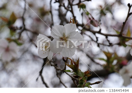 Fuyuzakura Fuyuzakura 138445494