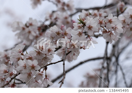 垂枝櫻花（Benishidare） 138445495