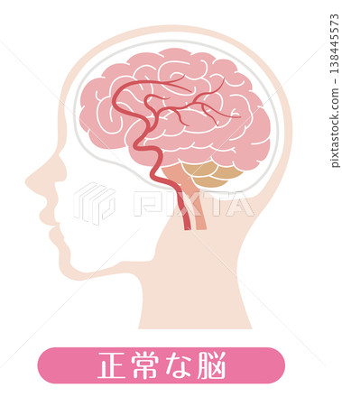 A normal brain (medical illustration) A normal brain (medical illustration) 138445573