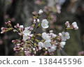 Cherry Blossoms   138445596