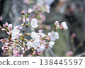 Cherry Blossoms   138445597