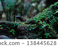 Yakushima 138445628