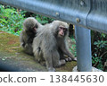 Monkeys of Yakushima 138445630