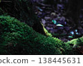 Yakushima 138445631