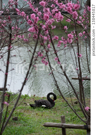 Black Swan resting beside a lake surrounded by blooming cherry blossom trees 138445817