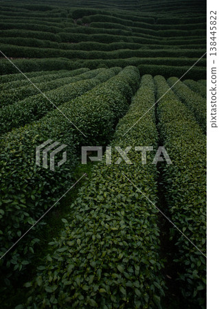 The renowned Longjing tea plantations in Hangzhou, China, are celebrated for producing one of the country's most prized green teas 138445822