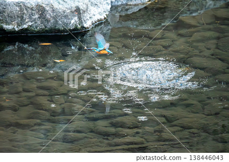 A kingfisher dives into the river and catches a small shrimp. 138446043
