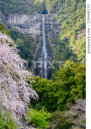 Cherry blossoms and Nachi Falls viewed from the three-story pagoda of Seiganto-ji Temple, Wakayama Prefecture 138446133