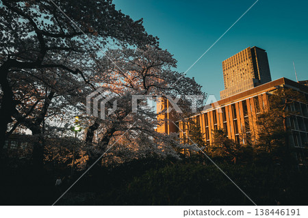 Cherry blossoms and Tohoku University Cherry blossoms and Tohoku University 138446191