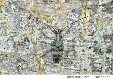 Senno longhorn beetle (Hokkaido, Sounkyo) Senno longhorn beetle (Hokkaido, Sounkyo) 138446336