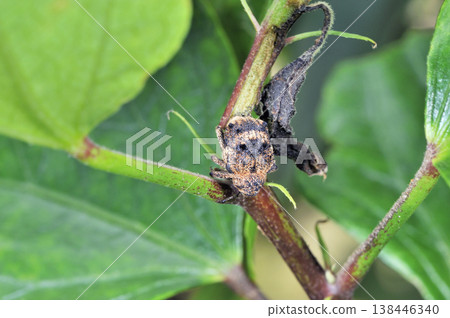 Weevil with a lotus band (Ishigaki Island, Okinawa Prefecture) Weevil with a lotus band (Ishigaki Island, Okinawa Prefecture) 138446340