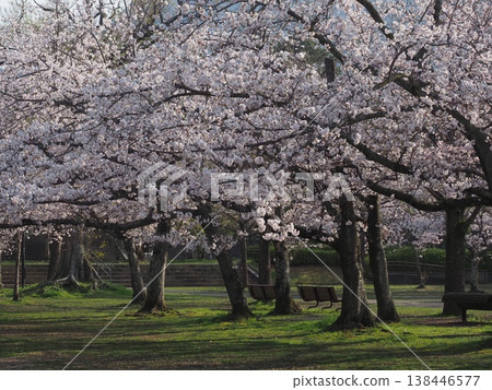 Cherry blossoms in full bloom in the park 138446577