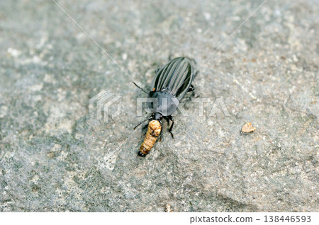 一隻扁甲蟲正在捕食幼蟲（北海道知床） 138446593