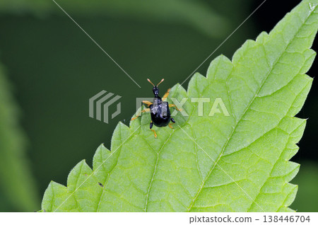 Attelabidae (Shikaoi Town, Hokkaido) 138446704