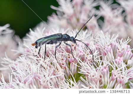 Blue-flowered longhorn beetle (Sounkyo, Hokkaido) Blue-flowered longhorn beetle (Sounkyo, Hokkaido) 138446713