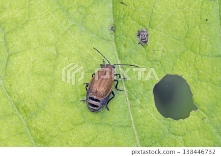 雌性薊葉甲（北海道鶴井村） 138446732