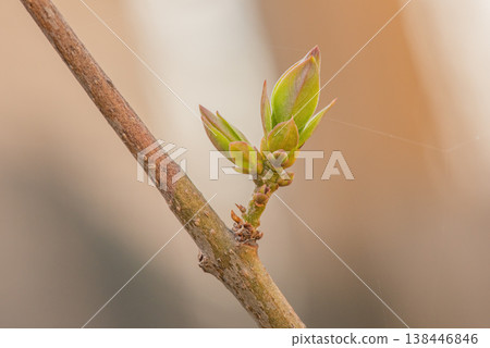 Spring branch with buds on a blurred background. Springtime. Spring branch with buds on a blurred background. Springtime. 138446846