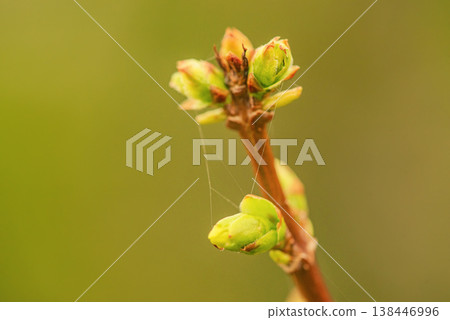 Spring branch with buds on a blurred background. Springtime. 138446996
