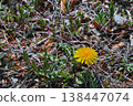 Spring dandelions blooming by the roadside 138447074