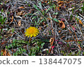 Spring dandelions blooming by the roadside 138447075