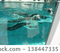 Penguins swimming smoothly with their arms outstretched. 138447335