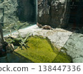 Two small-clawed otters huddled together at the edge. 138447336