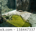 Two cute small-clawed otters 138447337
